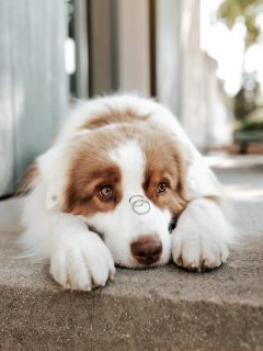 We said yes 💍 

FABIENNE, NICOLAS & NINO 

#wedding #weddingphotographer #dogphotography #aussie #aussiesofinstagram #hundeliebe #weddingrings #weddinginspirations #hundeliebe #wesaidyes