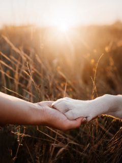 The love we share forever framed in memories 🤍

#labbi #labrador #labradorretriever #retriever #welpe #puppy #puppylove #dogphotography #hundefotografie #tierfotografie #sundowner #canon #sigma #hundeliebe