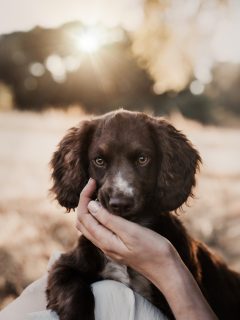 A little soul, a lifetime of love 🤍

#hundefotografie #workingcockerspaniel #tilda