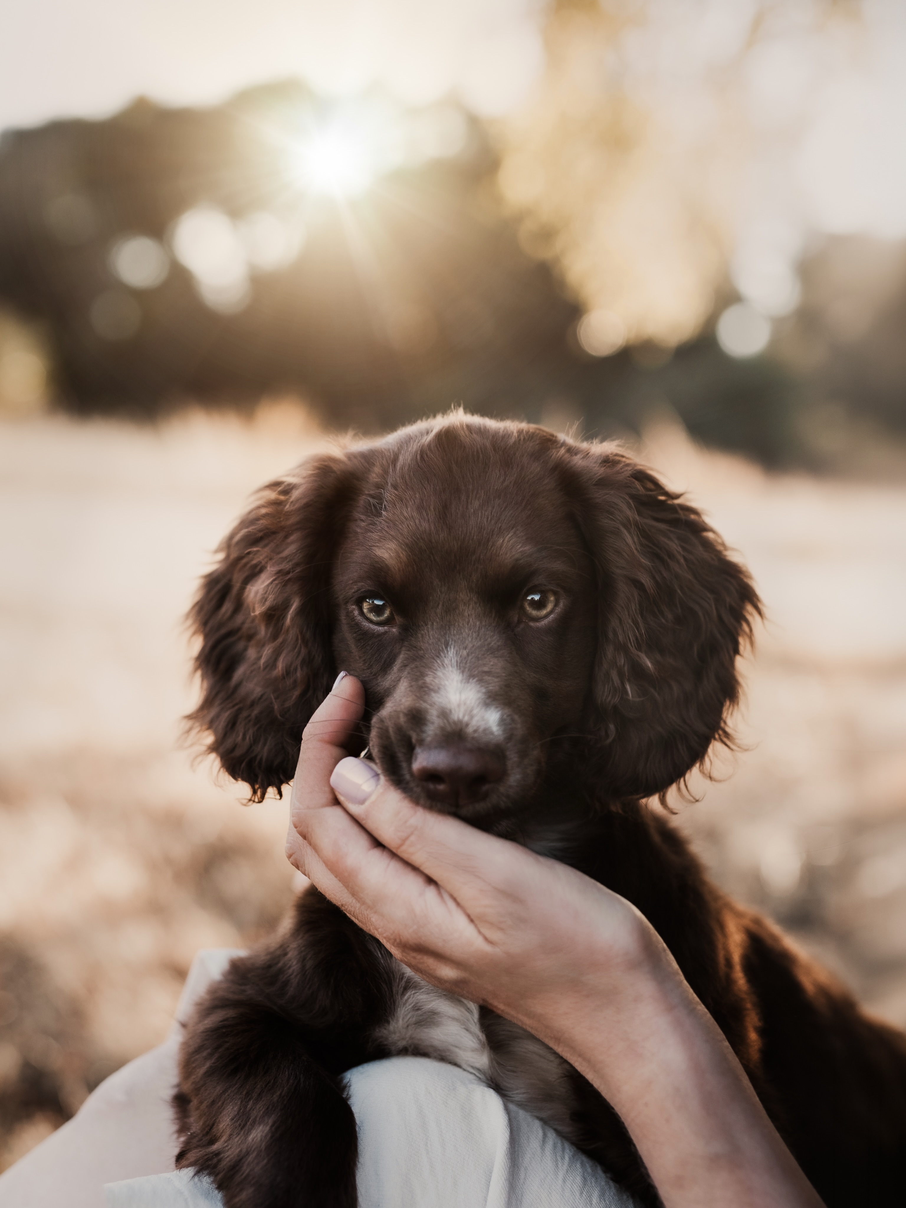 A little soul, a lifetime of love 🤍

#hundefotografie #workingcockerspaniel #tilda